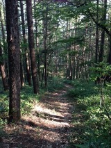 夏山2写真-111