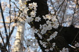 DSC00052