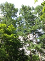 6月写真-75