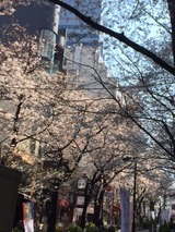 桜2IMG_2645