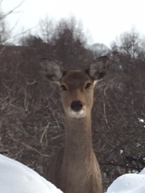 シカIMG_0745