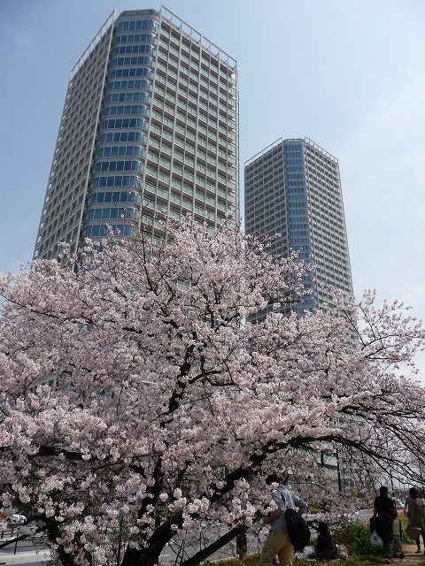 tamagawa20110410_005