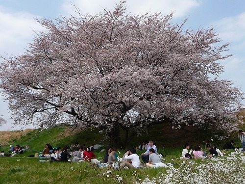 tamagawa20110410_014
