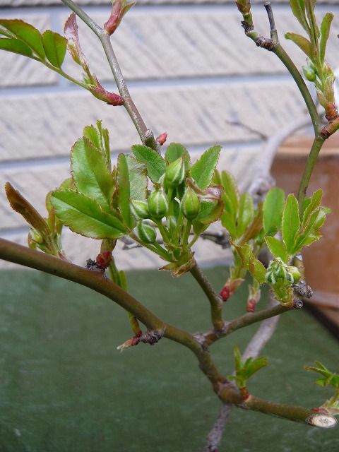 niwa20110407_014