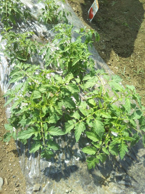 tomato
