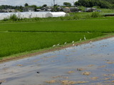 CIMG8956