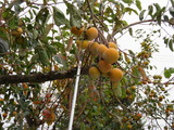 IMG_0001(1)