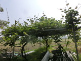 CIMG6284