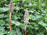 IMG_0009(1)
