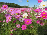 IMG_0050