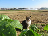 IMG_0063(1)