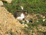 IMG_0078