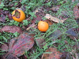 IMG_0004(1)