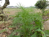 CIMG6567