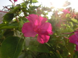 CIMG8253