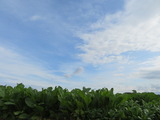 IMG_0025