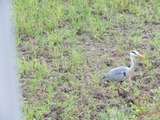 IMG_0001
