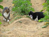 IMG_0052