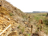 CIMG4503