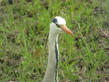 IMG_0002