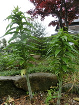 CIMG6240