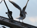 IMG_0075