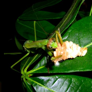 豚肉を食べるカマキリ4