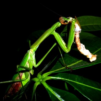 豚肉を食べるカマキリ1