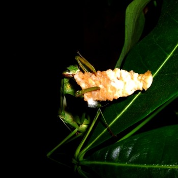 豚肉を食べるカマキリ2