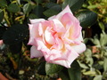20170914_rose