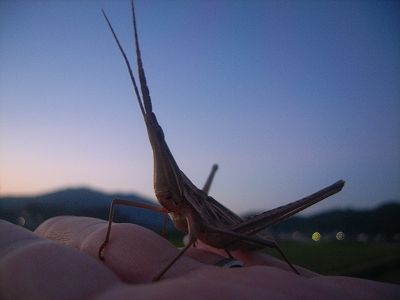 20101010_180832