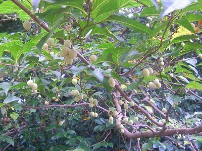 20101003_144716