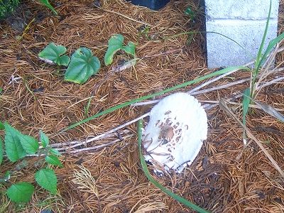 20101003_133902
