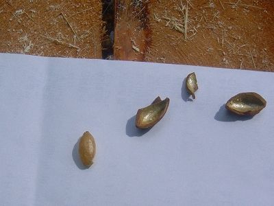 20101004_131107