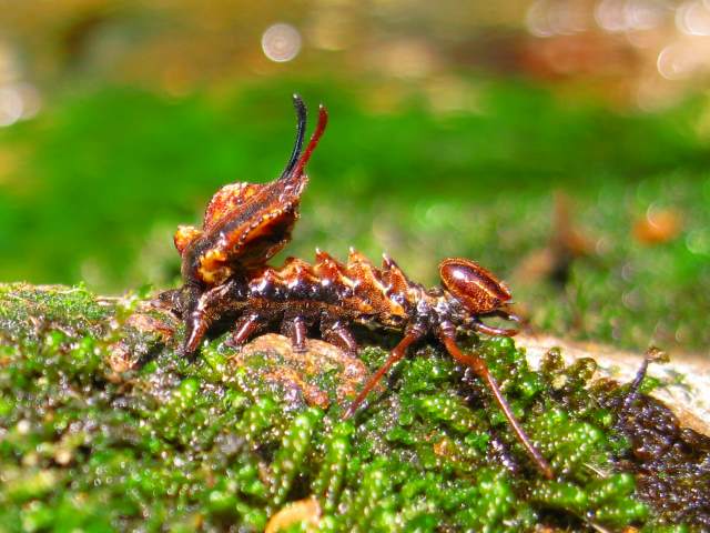 s-090816苔上昆虫幼虫むたこ沢IMG_0110