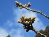 IMG_0918