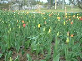 DSCF0083