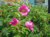 DSCF0020