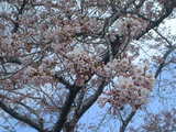 DSCF0077