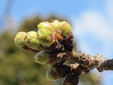 IMG_0920