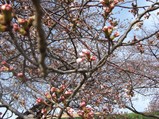 tubomi