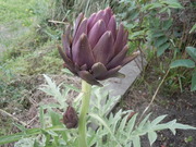 DSCN1958