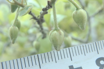 老爺柿の雌花、雄花 の検証 : 燦day毎日の徒然日記 老爺柿 雌