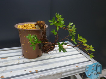 金采 半懸崖 サバ幹 さつき さつき樹形の作り方と作品集 根