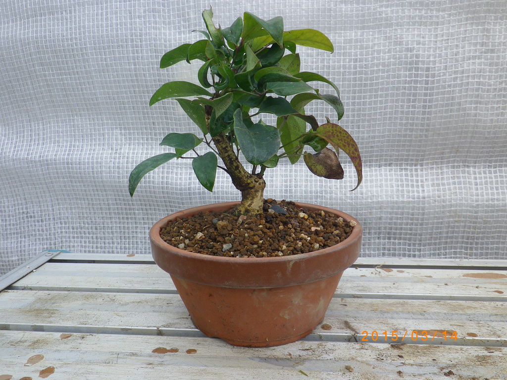 燦day毎日の徒然日記 植え替え ( 南天 野村もみじ むべ )