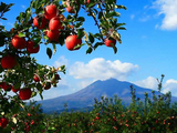 apple forked road
