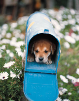 Dog in the mailbox