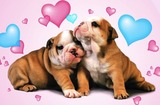 Dogs