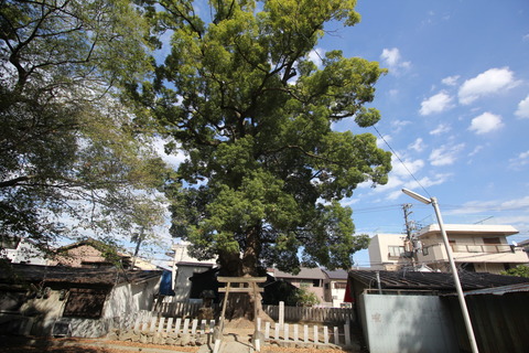 渋川神社4楠社