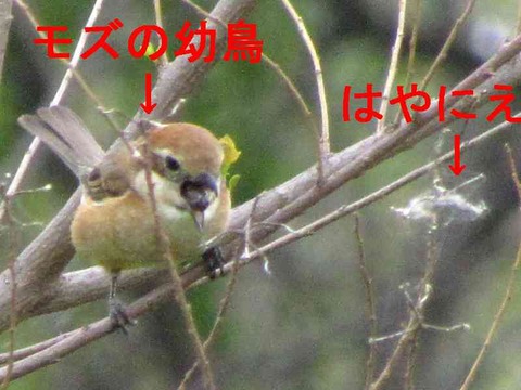 はやにえ3